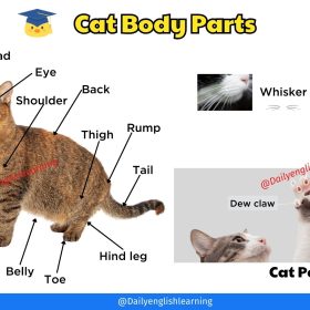Cat body parts