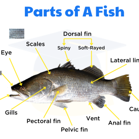 Parts of a Fish